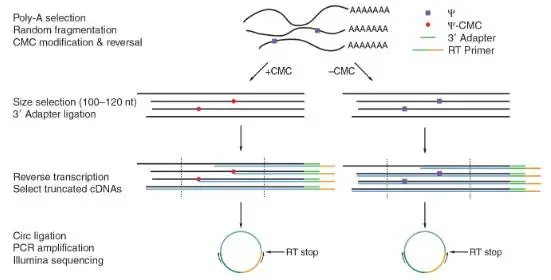 假尿苷（Ψ）修飾研究：Ψ-seq、BID-seq、BACS與納米孔技術(shù)的全面對(duì)比